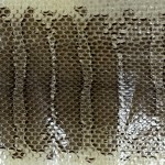 Cuir exotique